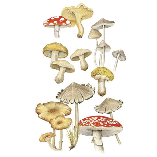 Mushroom Medley Notepad Set