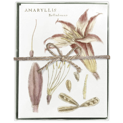 Botanical Amaryllis Boxed Greeting Cards