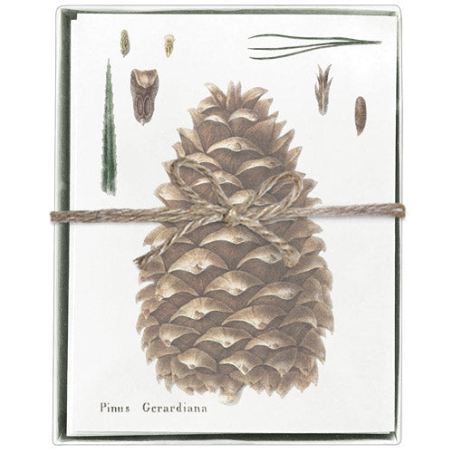 Botanical Pinecone Boxed Greeting Cards