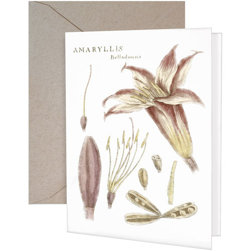 Botanical Amaryllis Greeting Card