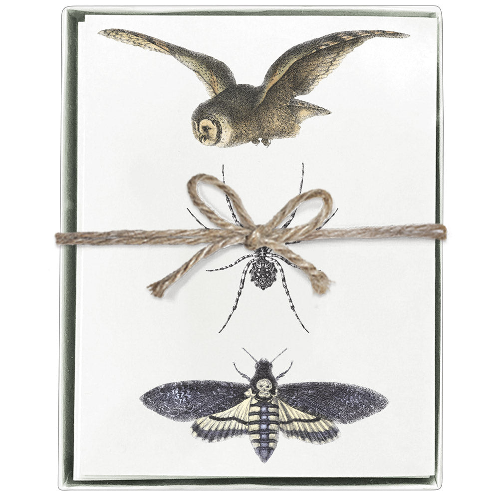 Owl Spider Moth Boxed Greeting Cards