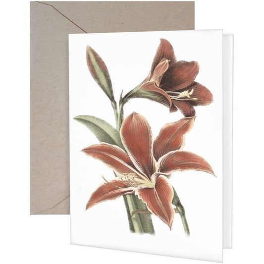 Amaryllis Greeting Cards