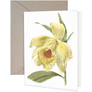 Daffodil Greeting Card