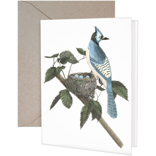 Bluejay Greeting Card